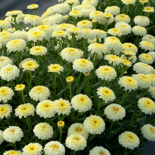 Leucanthemum x superbum 'Luna'  Shasta Daisy - #1