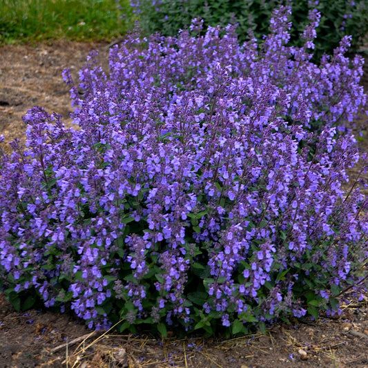 Nepeta faasserii 'Picture Purrfect' PP34502 Catmint - #1