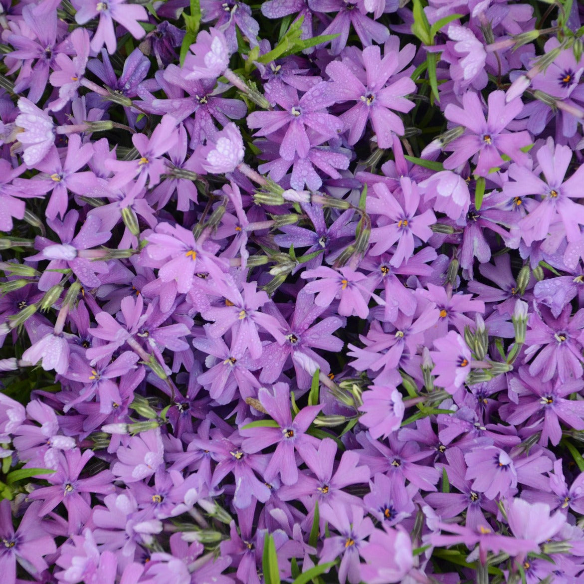 Phlox subulata 'Purple Beauty' - 4.5"