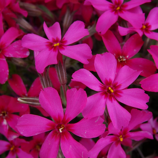 Phlox subulata 'Scarlet Flame' - #1