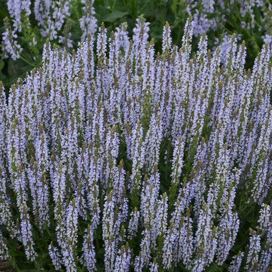 Salvia nemorosa 'Perfect Profusion' PP31434 PW® - #1