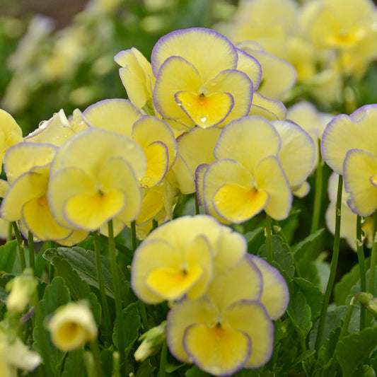 Viola cornuta 'Etain' - Qt.