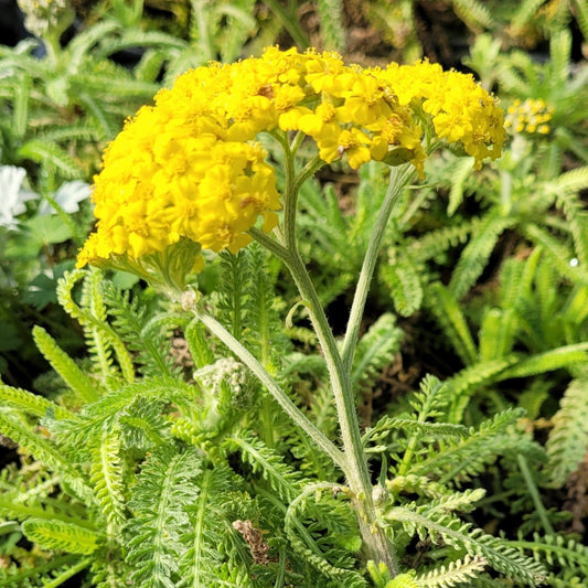 Achillea 'Little Moonshine' PP28179 Yarrow - Qt.