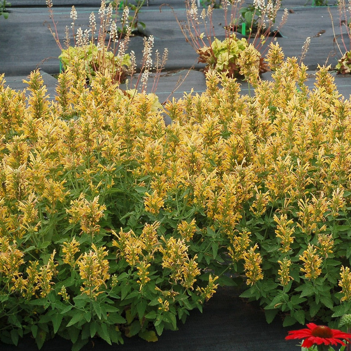 Agastache Poquito™ Series 'Butter Yellow' PP30403 - #1