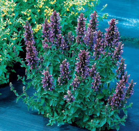 Agastache Poquito™ Series 'Dark Blue' PP28950 - #1