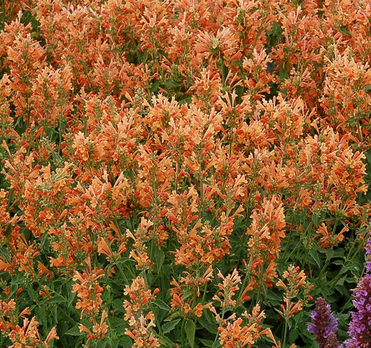 Agastache Poquito™ Series 'Orange' PP30506 - #1