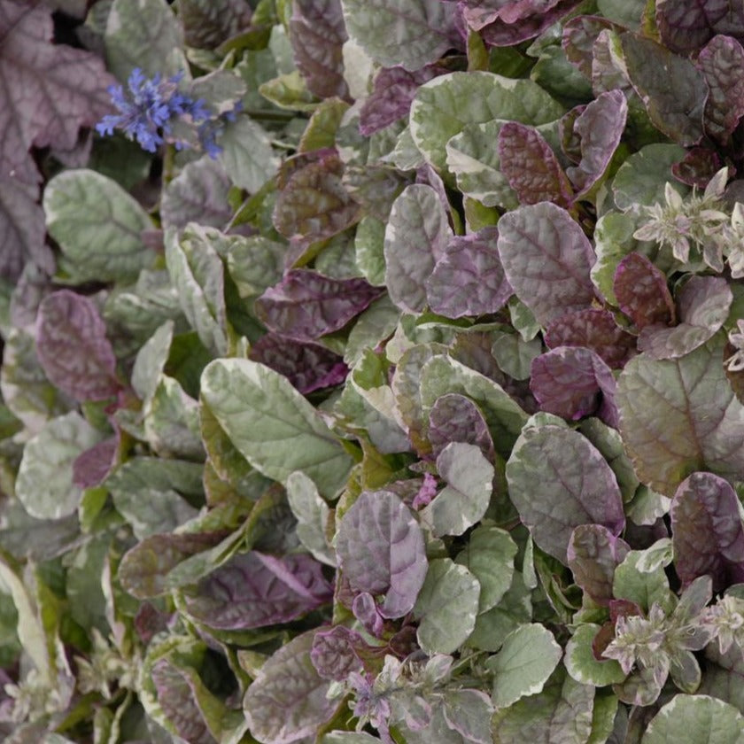 Ajuga Reptans 'Burgundy Glow' - 4"R – Evergreen Nursery, Inc.