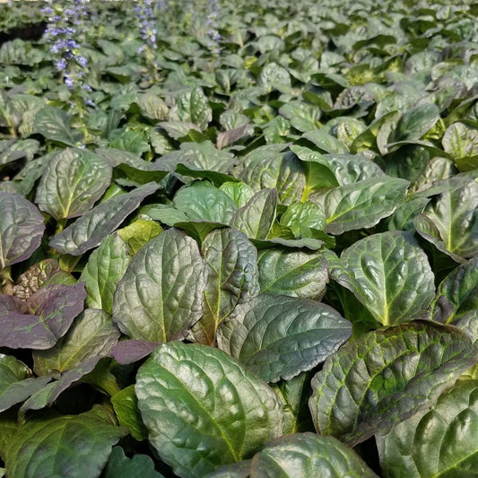 Ajuga reptans 'Catlin's Giant' - 3.5"