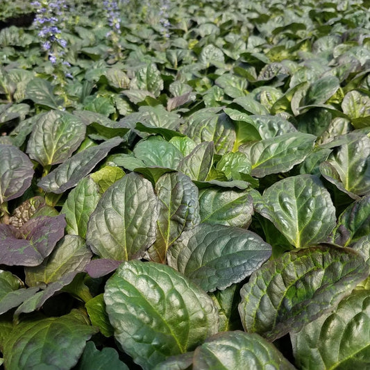 Ajuga reptans 'Catlins Giant' - #1