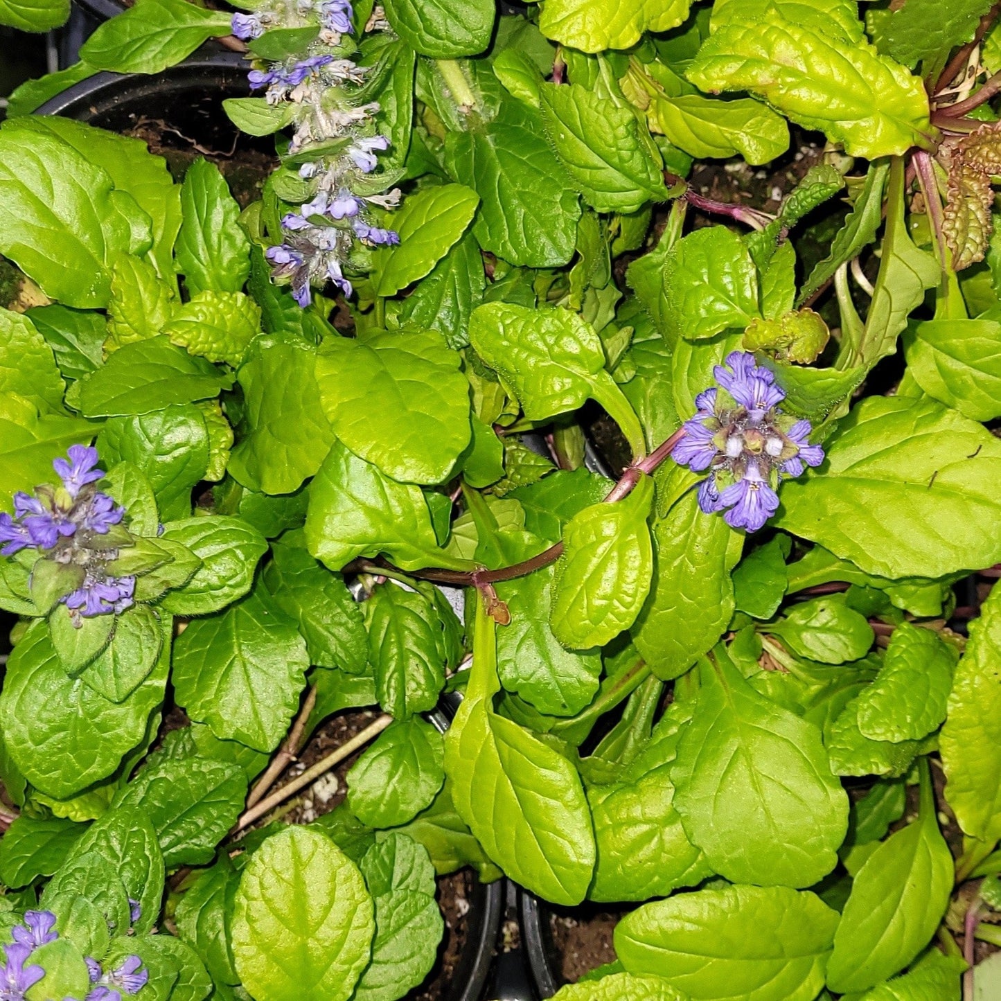 Ajuga Feathered Friends™ 'Tropical Toucan' PPAF - Qt.