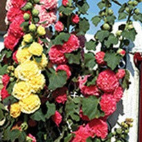 Alcea rosea ‘Chater's Double Mix’ - Qt.