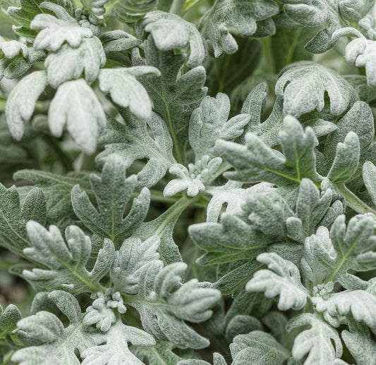 Artemisia 'Silver Bullet' PW® - Qt.