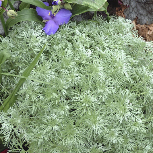 Artemisia schmidtiana 'Silver Mound' - #1