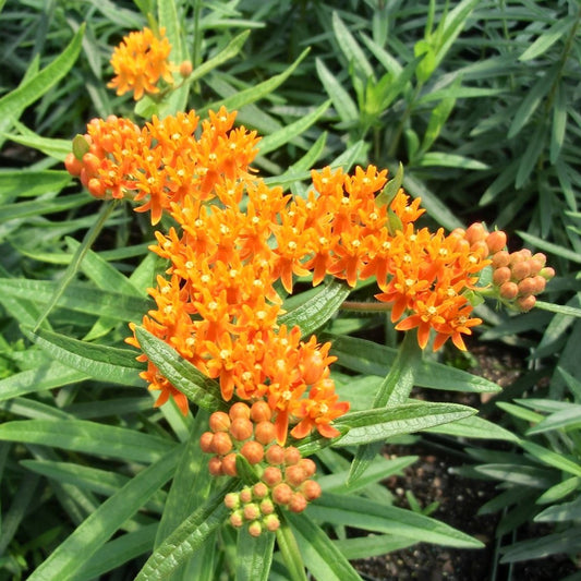 Asclepias tuberosa - #1