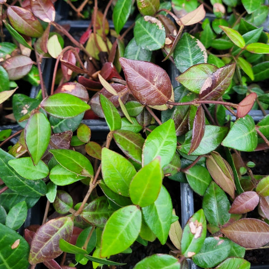 Asiatic Jasmine (Trachelospermum asiaticum) - 3.5"