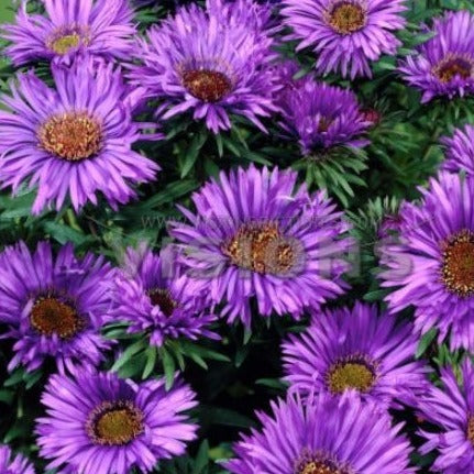 Aster novae-angliae 'Purple Dome' - #1