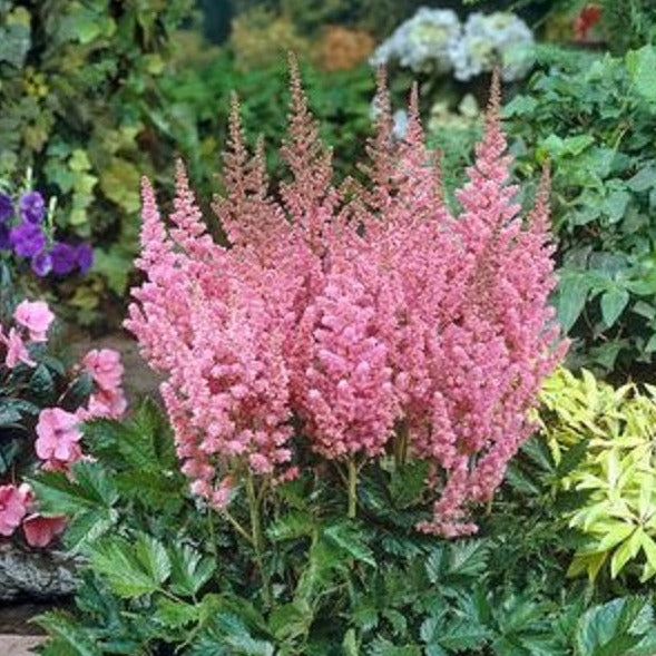 Astilbe chinensis 'Visions in Pink' PP11860 - #1