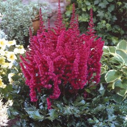 Astilbe chinensis 'Visions in Red' PP11965 - #1