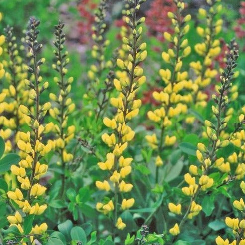 Baptisia Decadence™ 'Lemon Meringue' PP24280 PW® - #1