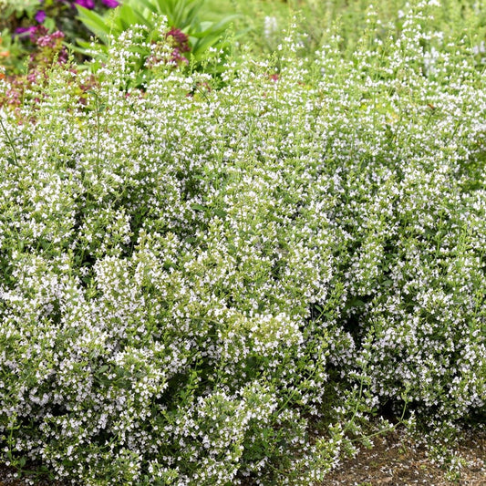 Calamintha nepeta - #1