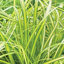 Grass: Carex oshimensis Evercolor® 'Eversheen' PP25938 Sedge - Qt.