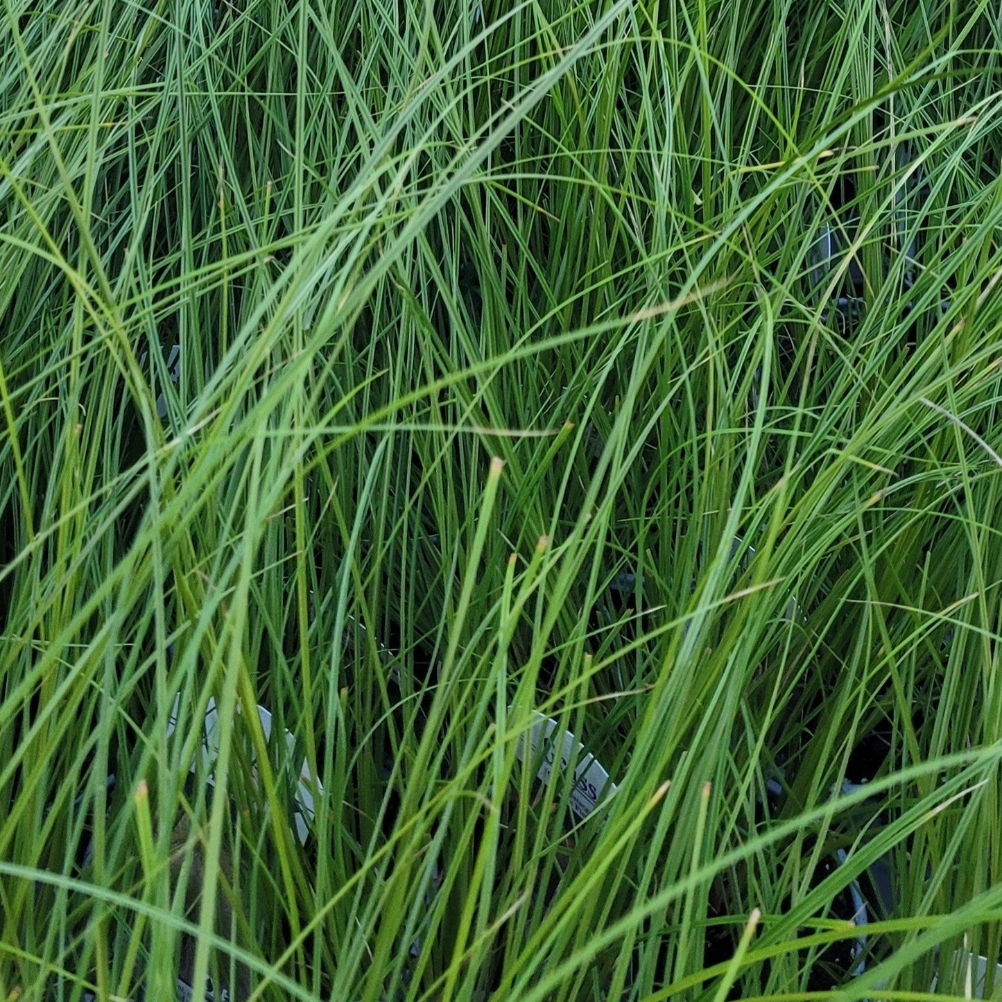 Grass: Carex testacea 'Prairie Fire'™  Orange Sedge - Qt.