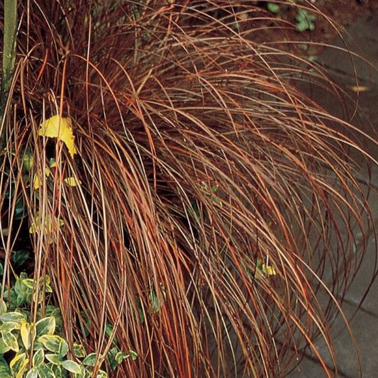 Grass: Carex flagellifera 'Toffee Twist' Sedge - Qt.