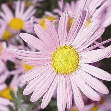 Chrysanthemum x rubellum 'Clara Curtis' - #1