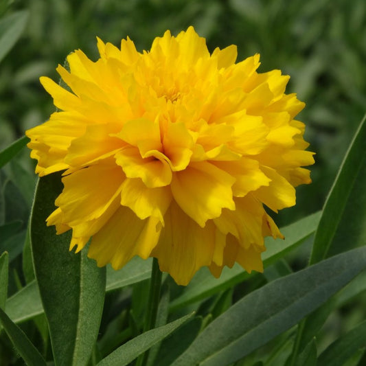 Coreopsis 'Solanna™ Golden Sphere' - Qt.