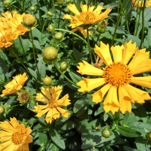 Coreopsis x 'Jethro Tull' PP18789 - #1