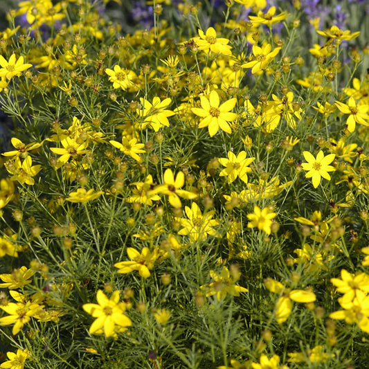 Coreopsis verticillata 'Zagreb' - #1