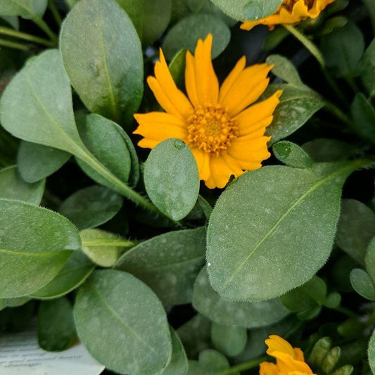 Coreopsis auriculata 'Nana' - Qt.