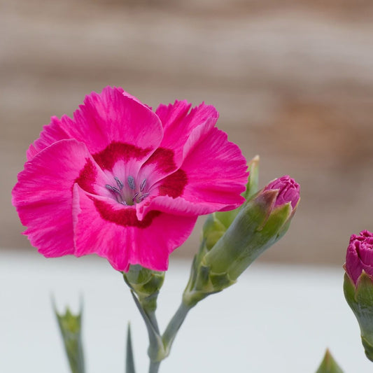 Dianthus American Pie™ 'Bumbleberry Pie' PP30245 - #1