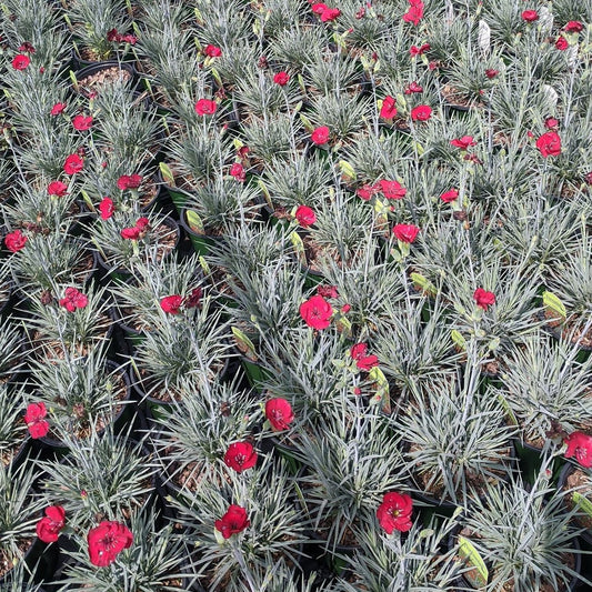 Dianthus American Pie™ 'Cherry Pie' PP32445 - #1