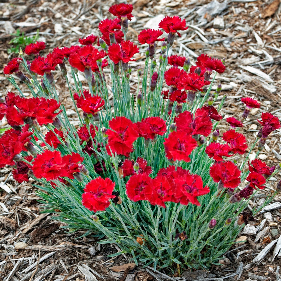 Dianthus x 'Fire Star' PP14895 - Qt. – Evergreen Nursery, Inc.