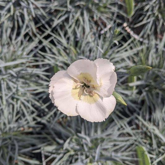 Dianthus American Pie™ 'Key Lime Pie' PP29834 - #1