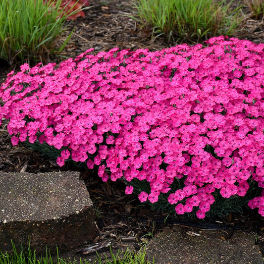 Dianthus 'Paint the Town Magenta' PP29222 PW® - #1