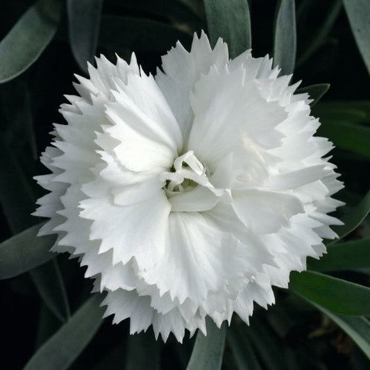 Dianthus 'SuperTrouper™ White' - Qt.