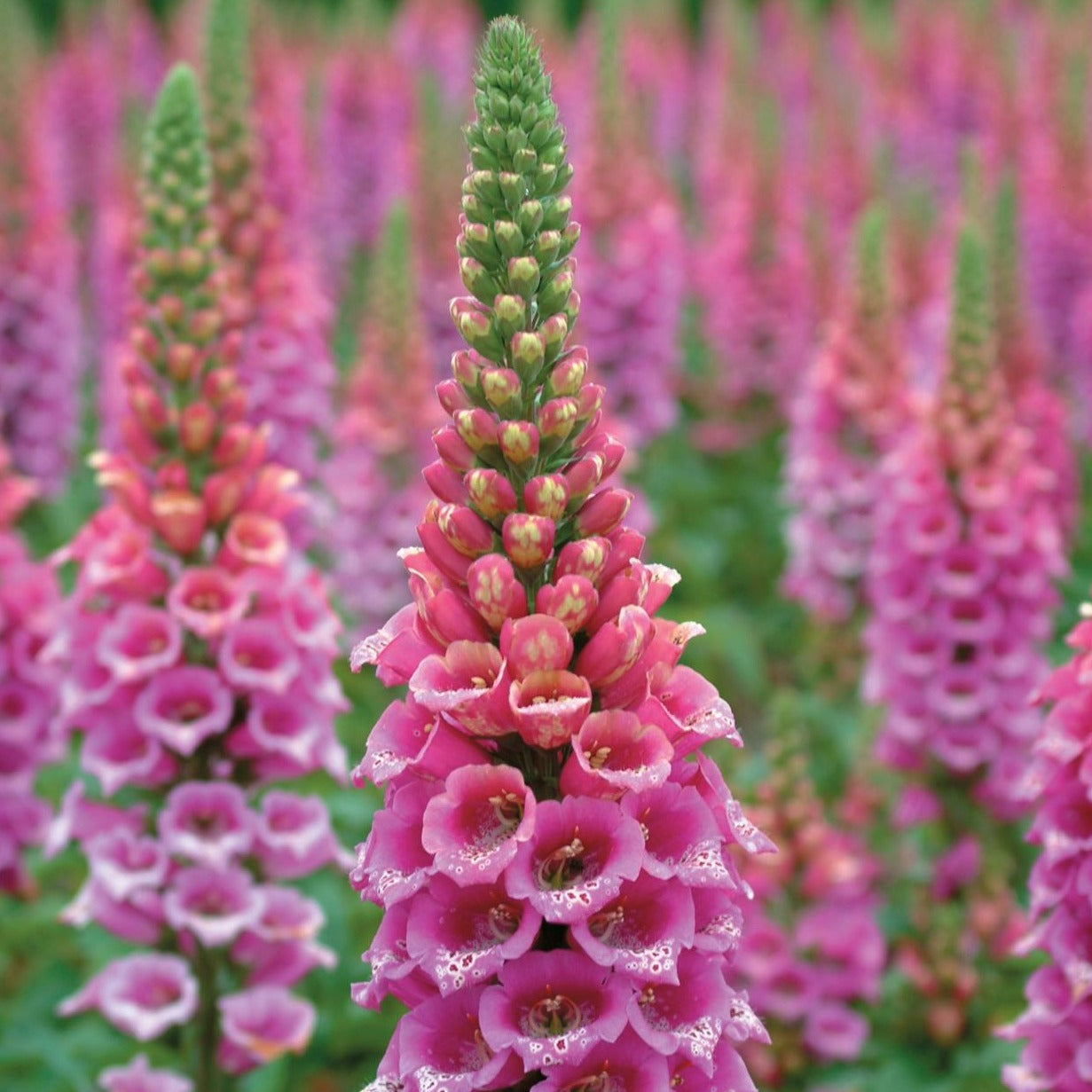 Digitalis purpurea 'Candy Mountain' Foxglove - #1