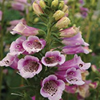 Digitalis purpurea 'Foxy' Foxglove - #1