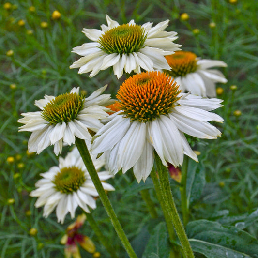 Echinacea purpurea 'Pow Wow White' Coneflower - Qt.