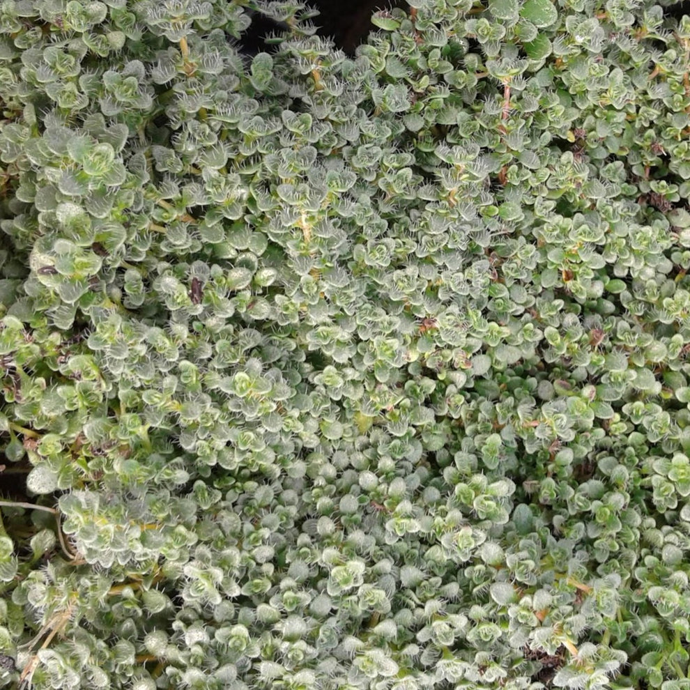 Thymus serpyllum 'Elfin' Creeping Thyme 4.5" Evergreen Nursery, Inc.