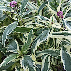 Eupatorium fortunei 'Pink Frost' - #1