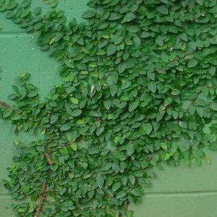 Ficus pumila  Creeping Fig - 4.5"