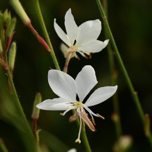 Gaura Belleza™ Series 'White' PP23440 - #1