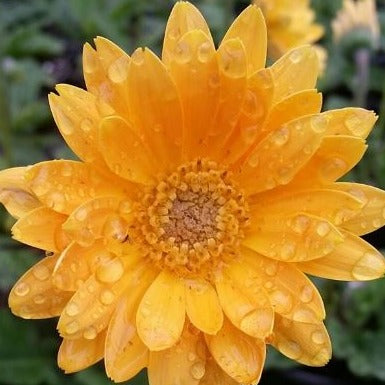 Gerbera 'Garvinea® Sweet Smile' Gerber Daisy - #1