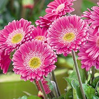 Gerbera 'Garvinea® Sweet Surprise' Gerber Daisy - #1