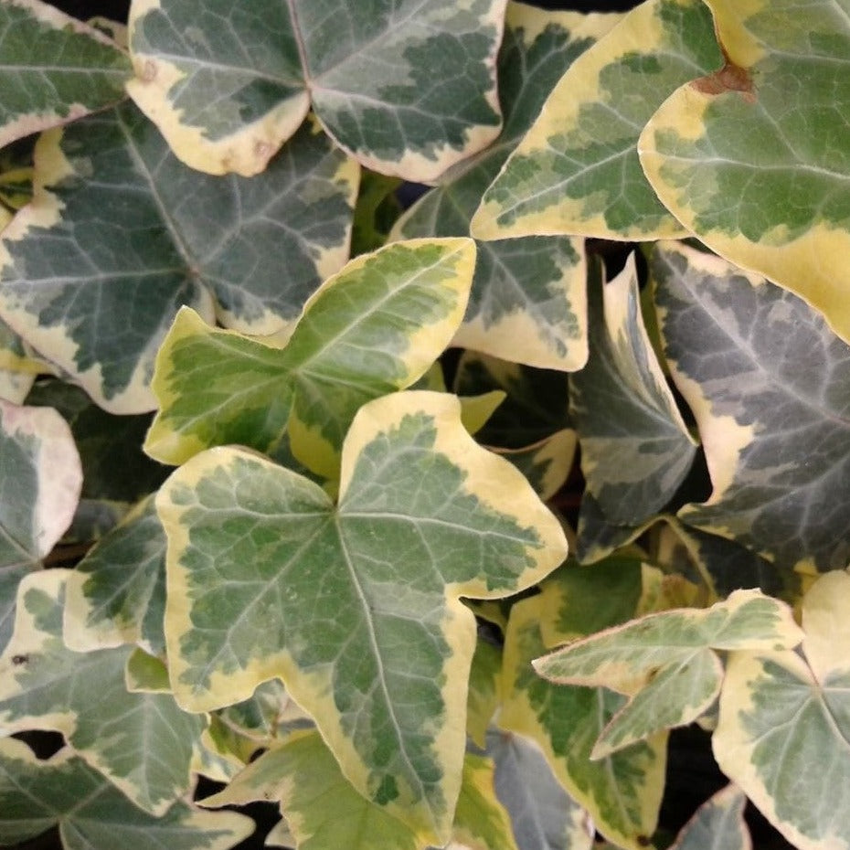 Hedera helix 'Gold Child' - 4