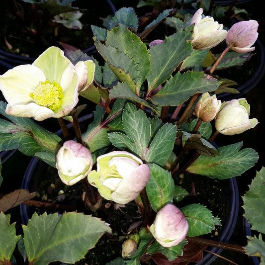 Helleborus x hybridus - #1