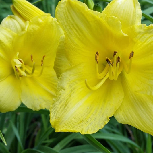 Hemerocallis 'Happy Returns' - #1